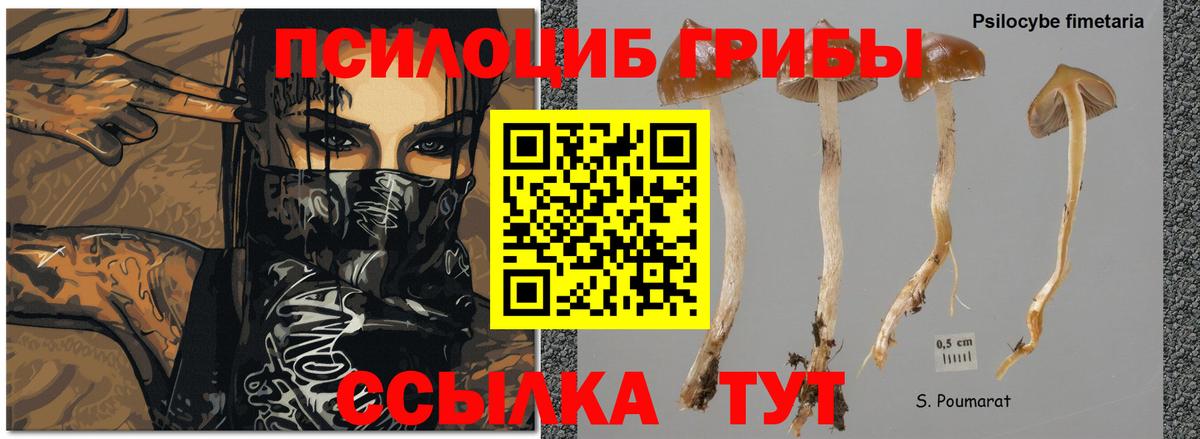 Псилоцибиновые грибы ЛСД  Вход с VPN  Амурск  Псилоцибиновые грибы прущие грибы 